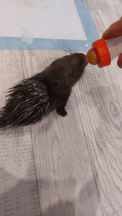 A close-up, top-down shot shows a person's hand holding a baby bottle with an orange nipple to a young porcupine. The porcupine, with dark fur and white quills, is facing the bottle and appears to be drinking. The setting is a light-colored wooden floor, with a blue and white patterned mat visible in the background to the left. The lighting suggests an indoor environment. The activity depicted is the feeding of a young porcupine, likely an orphaned or rescued animal, from a bottle. There is no visible text in the image. The overall tone is one of care and nurturing.