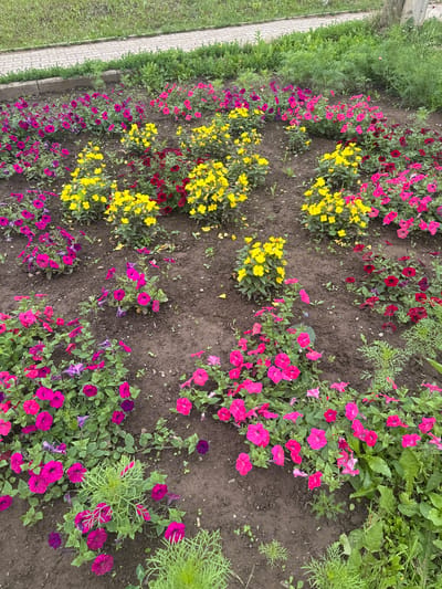 The image shows a flower bed with a variety of petunias in shades of pink, magenta, red, and yellow. The flowers are planted in dark soil, with some green foliage interspersed. A paved walkway and a grassy area are visible in the background. The scene is located in the city of Chastyye, Russia. There are no people or animals present. The lighting suggests it is daytime.
