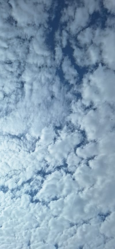 The image depicts a sky filled with altocumulus clouds. The sky is a light to medium blue in the areas where the clouds are less dense. The clouds are white and fluffy, arranged in a pattern of rounded masses or rolls. The scene gives the impression of a textured or rippled surface across the sky. No people or specific objects on the ground are visible, preventing the specification of a particular location within Strumyani, Bulgaria.