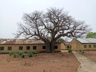 The image shows a large, bare-branched tree in front of a building complex. The building complex is constructed of concrete and has a rusty corrugated metal roof. There are several windows on the front facade of the building. The tree is in the foreground and the building complex is in the background. There are small shrubs and bushes around the perimeter of the buildings. The ground is dirt and there is a paved walkway in the lower right corner of the image. The image was taken at coordinates latitude: 9.185, longitude: 12.52, in the city of Rumde Waziri, Nigeria.