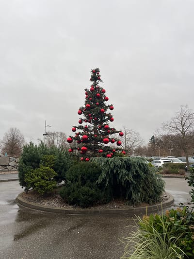 This image depicts an outdoor, urban scene in Ribeauvillé, France, centered on a prominently decorated evergreen tree. The tree, approximately 6-8 meters in height, is densely adorned with numerous large, spherical red ornaments of varying sizes and stands erect within a circular, raised planter. The planter features a concrete curb, filled with dark gravel, and contains an assortment of evergreen shrubs and smaller trees. These include dense, dark green bushes and at least one lighter, blue-green conifer with a weeping habit, primarily located on the right side of the main tree.
The foreground consists of wet, dark asphalt pavement, indicating damp conditions or recent precipitation, with reflections visible on its surface. To the immediate right in the foreground, a patch of variegated foliage is partially visible.
In the mid-ground and background, on the left side, bare deciduous trees and a stone-faced retaining wall or structure are present, along with what appear to be light poles or utility structures. On the right side, a spacious asphalt parking lot is visible, occupied by numerous parked vehicles, predominantly light-colored cars. Beyond the parking lot, additional bare deciduous trees and a line of evergreen trees form a distant horizon. The sky is uniformly overcast and light grey, contributing to diffuse lighting across the scene. No individuals are visible, and no dynamic actions are depicted.