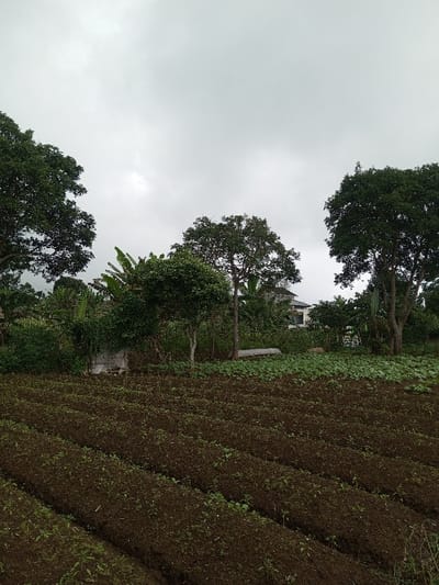 This image, located in Kondha, India, presents a rural agricultural scene under an overcast sky. The foreground features several parallel rows of recently tilled dark brown earth, with small green sprouts visible in varying densities along each row. Immediately behind these tilled rows, a strip of greener, broader-leaf vegetation extends across the mid-ground. Further back, dense foliage dominates, comprising numerous trees and bushes of various sizes and species, including large trees with dark green canopies, some smaller trees with lighter trunks, and what appear to be banana plants with their distinctive large leaves. Partially obscured by the dense vegetation on the right side of the background, a two-story residential building with light-colored walls and a dark, sloped roof is visible. To the left within the mid-ground foliage, a low, rectangular grey concrete structure is discernible. A horizontal, rectangular object, possibly a corrugated metal sheet, lies on the ground in the mid-background among the dense greenery. The sky occupies the upper portion of the image and is uniformly light grey and overcast, indicating no direct sunlight. No individuals, actions, or interactions are depicted.