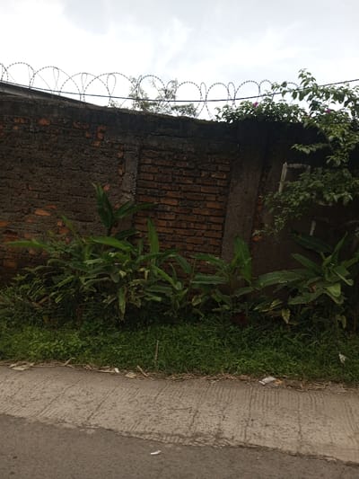 This image depicts an exterior scene in Cibodas, Indonesia, under an overcast sky. In the foreground, a textured concrete path or shoulder, exhibiting parallel grooves and minor cracking, runs horizontally, separated from an unseen darker asphalt road at the very bottom left. Adjacent to the path, a strip of green grass and weeds extends to the base of a perimeter wall.

The wall occupies the middle ground, constructed from weathered materials. Its left section is dark gray, roughly textured concrete, while the right portion exposes reddish-brown bricks in a stretcher bond pattern. A darker concrete cap or coping runs along the top of the wall. Mounted atop the entire wall is a continuous line of coiled razor wire (concertina wire), forming distinct loops against the sky.

At the base of the wall, a dense arrangement of green foliage is present, consisting primarily of plants with large, elongated leaves, possibly belonging to the Canna or ginger family. To the right, a leafy green bush with small purple flowers emerges above the wall, partially obscuring the razor wire in that section. Further vegetation, possibly tree branches, is silhouetted against the sky behind the razor wire on the left. No individuals or animals are visible. Small white pieces of debris are scattered on the grass and concrete surfaces.