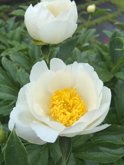 This is a close-up, high-angle, full outdoor shot of two white peonies with yellow centers. The flowers are wet with dew or rain. The foreground peony is fully bloomed, with its petals spread open to reveal the bright yellow stamens. The background peony is partially bloomed and is out of focus. Green leaves and a developing bud fill the rest of the frame. The image does not contain any people or evidence of human activity, other than the fact that it was taken in the city of Малое Верево, Russia.