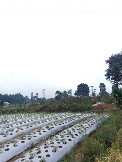 Rows of plants emerge from holes in light grey plastic sheeting covering a field. A variety of green vegetation surrounds the cultivated area. In the background, trees and shrubs are seen against a cloudy white sky. Some white bags or objects are partially visible in the middle ground. The scene presents a rural agricultural landscape on an overcast day.