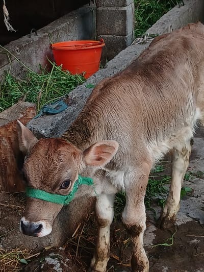 A young, light brown calf stands on a dirt and concrete ground in what appears to be a farm enclosure in Тайгараев, Kyrgyzstan. The calf is wearing a green halter around its neck and its body is partially obscured by its own legs. To the left of the calf, a rough wooden post stands vertically. Behind the calf and to the left, there is a grey concrete structure with a black metal hook protruding from it, and an orange bucket is placed on the concrete structure, surrounded by green grass. The environment is outdoors and appears to be somewhat rural, with the presence of farm animals and basic agricultural elements.