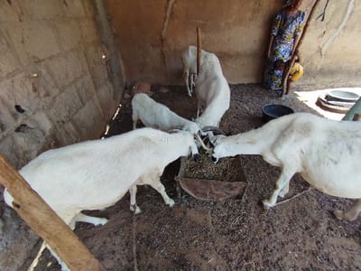 The image shows five white goats eating hay from a trough. The goats are in an enclosed area with a dirt floor and a partially visible brick wall. There is a woman and a young child standing outside the enclosure, looking at the goats. The scene is likely a goat pen in a rural area of Bajoga, Nigeria, located at the coordinates 10.852 latitude and 11.426 longitude. The goats are all standing and eating hay from the trough, while the woman and child appear to be watching.  The environment is dusty and dry, with signs of recent use. The goats appear to be healthy and well-cared for.