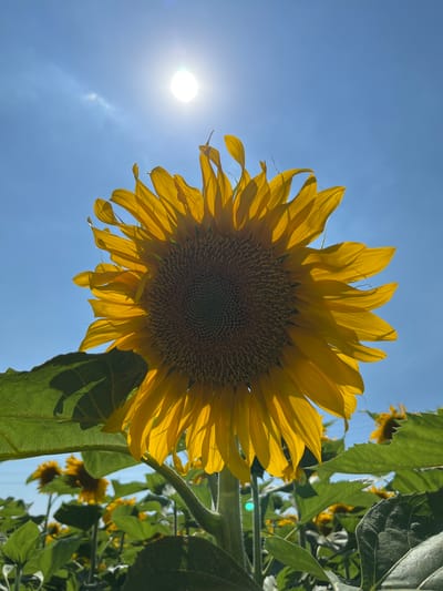 A low-angle, close-up shot captures a vibrant sunflower in a field under a clear, bright blue sky. The sun, positioned in the upper center of the frame, shines intensely, casting a bright glow and creating lens flare. The sunflower's yellow petals are illuminated from behind, revealing their delicate texture and slight translucence. Its central disk, composed of numerous small florets, is in sharp focus. Large, green leaves frame the bottom and left of the sunflower. In the background, a shallow depth of field blurs other sunflowers and their foliage, creating a soft bokeh effect. The environment appears to be a rural agricultural field in Saylyk, Uzbekistan, suggesting a sunny day with good weather conditions. No people or specific actions are visible, only the natural state of the sunflower field.