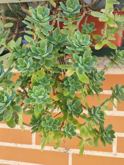 This is a close-up, eye-level, vertical shot of a succulent plant with many fleshy, green leaves arranged in rosettes on woody stems. The plant is growing in front of a textured, orange brick wall with white grout lines. The lighting appears to be natural daylight, casting soft shadows. The scene is likely outdoors, given the plant and the brick wall, and could be found in a garden or on a balcony in Lumbrales, Spain. There are no people or animals visible in the image. The focus is sharp on the plant and its intricate leaf structure.