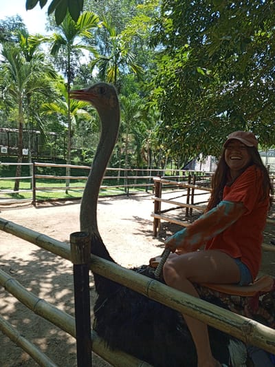 A young adult female, wearing an orange shirt and denim shorts, is captured laughing as she sits atop an ostrich. Her arms are adorned with blue and orange paint streaks. The ostrich, with its long neck and distinctive eye, is positioned in the foreground. They are situated within an enclosure with a bamboo fence. The background reveals a lush environment with palm trees and dense foliage, indicative of a tropical setting, likely in or around the city of Khánh Vĩnh, Vietnam. The ground is a sandy dirt, and the sunlight casts dappled shadows.