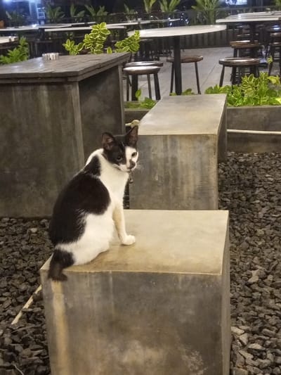 A black and white domestic cat is positioned on a light gray rectangular concrete block, facing slightly right with its head turned towards the viewer. The cat exhibits a predominantly white coat with irregular black patches on its back and head. Its face features black fur covering the left eye and white fur on the right, with yellow-amber eyes. A collar with a small bell is visible on its neck. Its tail, primarily black with a white tip, extends downward off the block. Behind the cat and to its right, a second identical concrete block is present. The ground surface around these blocks is covered with dark gray gravel. In the background, an outdoor dining establishment is visible, featuring several round tables with light-colored tops and dark, slender bases, accompanied by dark-legged wooden stools. A square-topped dark wood table with a concrete base, holding an ashtray, is situated to the left. Green foliage, some with variegated leaves, is arranged in planters throughout the dining area. The scene is illuminated by artificial lighting, indicating evening or nighttime conditions. This establishment is located in the city of Pontianak, Indonesia.