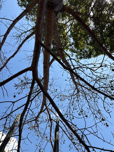 The image presents an upward perspective into a tree canopy against a clear, bright blue sky in Veintisiete de Abril, Costa Rica. Multiple thick, light-barked tree trunks and branches, appearing gnarled and possibly thorny, ascend from the lower frame, fanning out. Many of these branches are largely devoid of leaves but display numerous small, dark green, oval-shaped seed pods or fruits. Denser green foliage is discernible at the upper right and top center, partially obscuring the sky. Two distinct columnar cacti, tall and vertically ribbed, are present in the lower left and lower right, situated among the tree branches. No human subjects or discernible actions are depicted.