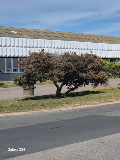 The image shows a low-angle shot of a modern building with a white, textured facade, possibly a business or office complex. To the left of the building, a blue sky with scattered white clouds is visible. In front of the building, a medium-sized tree with dark brown foliage stands on a patch of grass. The tree has a visible trunk and branches that extend outwards. A paved pathway runs alongside the grass and tree. Further to the right, a grey asphalt road is present, with a distinct shadow of the tree cast across it. The overall scene appears to be an outdoor setting, likely in a business park or an area with landscaping. The lighting suggests it is daytime, possibly late morning or afternoon, with clear weather. The camera is oriented vertically. In the lower right corner, the text "Galaxy S24" is visible.