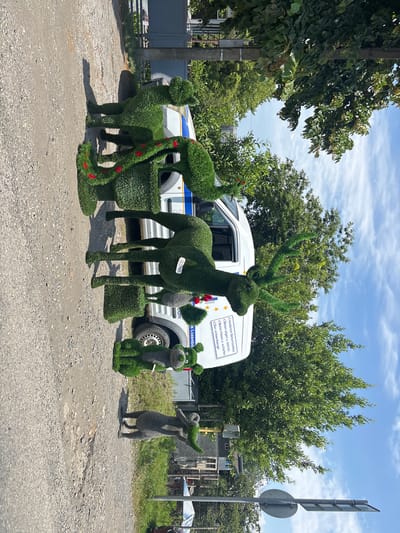 The image shows a group of topiary sculptures resembling reindeer and other animals positioned in front of a white van on a gravel road. The sculptures are made of green foliage, with some decorated with red accents. The van has text on its side, including "moderner Betonbau" and "S. Luxembourg". In the background, there are trees and a blue sky with some clouds. The orientation of the image is rotated. The scene is likely located outdoors, possibly in an area with decorative landscaping or as part of a display. There is no indication of the specific location in სუფსის თემი, Georgia.