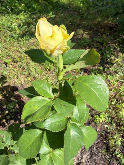 A yellow rosebud is shown on a rose bush in a garden. The rosebud is partially open and its petals are a pale yellow color. The rose bush has green leaves and a single stem. The background is a blur of green foliage and brown earth. The image appears to have been taken on a sunny day. The location of the rose bush is in the city of Altayskiye Zori, Russia.
