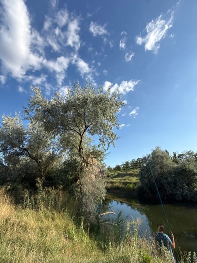 The image depicts a serene natural scene, likely in the vicinity of Чапаевское сельское поселение, Ukraine, under a bright blue sky adorned with scattered white clouds. In the foreground, tall, dry grasses line the bank of a calm, dark body of water. To the left, several trees with sparse, silver-green foliage dominate the landscape. On the right bank of the water, a person is visible from behind, facing the water and holding a long fishing rod, suggesting they are engaged in fishing. The surrounding area is characterized by dense vegetation and rolling hills in the background, typical of a rural, natural environment. The lighting suggests it is daytime, with the sun casting a gentle light on the scene.