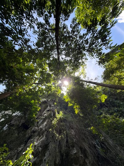 This image captures a low-angle view looking up through lush green foliage towards a bright sun shining through the leaves and branches of trees. The dense canopy creates a dappled light effect on the scene below. In the background, a steep, rocky cliff face is visible, covered in patches of vegetation and long, trailing vines. The sun's rays create a lens flare effect, indicating it is likely late morning or early afternoon. The environment appears to be a natural, possibly jungle-like setting, with the presence of a rocky incline suggesting a geological formation such as a karst hill, common in Vang Vieng, Laos, known for its limestone mountains and cave systems. No people or specific objects other than natural elements are discernible.