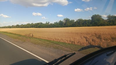 The image depicts a golden wheat field stretching towards a dense line of trees under a bright blue sky dotted with white, fluffy clouds. A paved road with a white line marking runs along the left side of the frame, partially obscured by the car's dashboard and windshield wipers in the foreground. The scene is captured from inside a vehicle, as suggested by the perspective and the presence of the dashboard and wipers. The sun is high in the sky, indicating it is likely midday. The weather appears clear and fair. The overall impression is one of a peaceful rural landscape in Russia, possibly during late summer or early autumn when the wheat is ripe for harvest. No people are visible, and there is no visible text in the image.