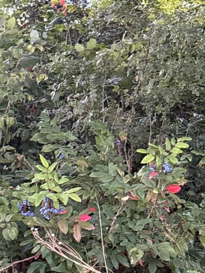 The image displays a dense bush with a variety of foliage and some berries. The leaves are predominantly green, with some showing tinges of red, suggesting autumn. Small, dark blue berries are visible in clusters on some branches, particularly towards the lower center and right of the image. A few bright red leaves are also interspersed among the green. The overall impression is of a wild or natural setting, possibly a hedgerow or uncultivated area. There are no visible people or man-made structures. The lighting suggests it is daytime, with the foliage appearing somewhat muted, possibly indicating overcast conditions or a shaded location. The background is a continuation of similar dense vegetation, creating a textured and layered effect. There is no specific indication of the location within the city of Chelmsford, United Kingdom.