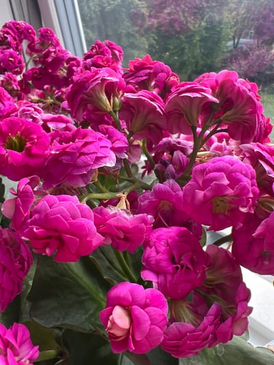 This image is a close-up, eye-level shot of a pot of vibrant pink Kalanchoe flowers, likely placed near a window. The flowers are densely packed, with many layered petals creating a full, almost ruffled appearance. Some of the flowers are in full bloom, while others appear to be budding or partially opened. The stems are a light green, and large, dark green leaves are visible beneath the blossoms. In the background, through what appears to be a window, a blurred view of trees and foliage can be seen, suggesting an outdoor environment. The lighting is natural, casting soft light and shadows on the flowers. The scene does not provide any specific information about the city of Ringsted, Denmark, or any identifiable landmarks.