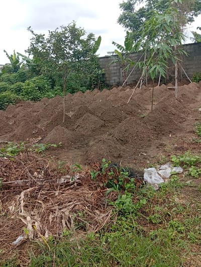 The image shows a vacant lot in Igrita, Nigeria. The ground is primarily dirt, with some grass and weeds growing in the foreground. Several mounds of dirt are arranged in rows in the central area. Some newly planted trees are interspersed among the mounds, supported by wooden stakes. In the background, there is dense vegetation and a concrete block wall. Debris, including dry branches and plastic bags, is scattered on the ground in the foreground. The sky is overcast. No people are visible in the scene.