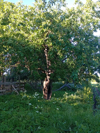 The image depicts a rustic outdoor scene in Shil'tsevo, Russia, bathed in the warm, dappled light of what appears to be late afternoon or early evening. A large, mature tree with a gnarled, thick trunk and a full canopy of lush green leaves dominates the center of the frame. Sunlight filters through the leaves, creating a mosaic of light and shadow on the ground and the tree's bark.

The setting is a natural, somewhat overgrown area. To the left, a weathered wooden fence, constructed from rough-hewn planks, suggests a boundary or enclosure. The ground is carpeted with a dense layer of green foliage, including tall grasses and clusters of small white wildflowers, adding a touch of delicate beauty to the scene. A fallen branch or log lies partially visible amidst the undergrowth.

The overall mood is serene and peaceful, evoking a sense of rural tranquility. The clear blue sky visible through the tree canopy indicates fair weather. There are no people or animals visible, and no text is present in the image. The scene suggests a natural garden or the edge of a wooded area on a pleasant day.