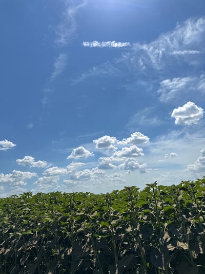 The image shows a field of young sunflowers under a bright blue sky with scattered white clouds. The sunflowers are tall and green, with dark leaves. The sky is a clear blue with some wispy cirrus clouds and a few fluffy cumulus clouds. The sun is shining brightly, creating shadows on the sunflower leaves. The image appears to have been taken in a rural area, likely a field in Slivo Pole, Bulgaria, given the context. There are no people or animals visible in the image. The scene is serene and peaceful, depicting a sunny day in the countryside.