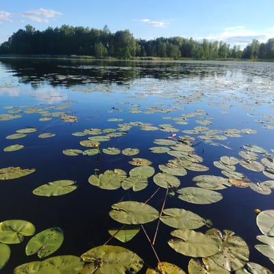 The image depicts a serene lake filled with water lilies, reflecting the clear blue sky and a lush green forest on the opposite bank. The scene is located on Lake Lielais Ludza in Vecslabada, Latvia. The water is dark and calm, with numerous large, round water lily pads floating on the surface. Some of these pads have yellow blossoms. The forest in the background is dense and appears to be a mix of deciduous and coniferous trees. The sky is a bright blue with a few scattered white clouds. The overall impression is one of tranquility and natural beauty.