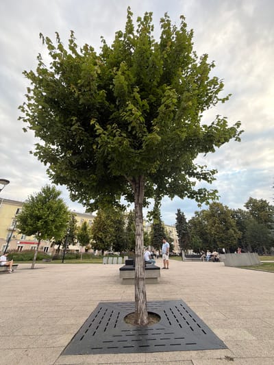 The image depicts a public outdoor space in Novaya Usman', Russia, likely a town square or park. A mature tree with a thick trunk and full, green foliage stands prominently in the foreground, centered within a black, perforated metal grate that surrounds its base. The ground is paved with light-colored, large square tiles.
In the middle ground, several people are visible. To the left, a person sits on a bench reading. Further back, a man in a light-colored patterned shirt and white shorts stands near another bench where several people are seated, some appearing to be a family with a stroller. In the background, there are buildings with yellow facades and trees lining a street. The sky is overcast with scattered clouds. The overall scene suggests a tranquil urban environment, possibly during late afternoon or early evening.
