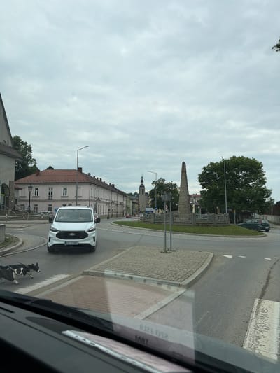 The image shows a view from inside a vehicle looking out at a street scene in the city of Limanowa, Poland. In the foreground, the dashboard of the vehicle is visible, with some reflective text. Two dogs, one black and white and one mostly black with white markings, are walking on a crosswalk in the middle ground. A white Ford Transit van is approaching the dogs on the road. In the background, there are buildings, a roundabout with a monument in the center, trees, and a cloudy sky. The monument appears to be a stone obelisk. A church steeple is visible to the left of the monument. The overall scene depicts a typical urban environment on an overcast day.