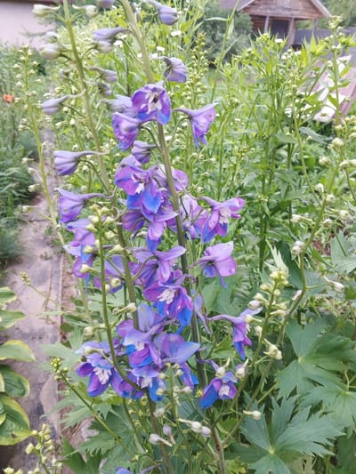 This is a vertical, eye-level, medium shot of a cluster of tall, purple and blue delphinium flowers with unopened buds. The flowers are the main subjects, filling most of the frame. They are arranged vertically on thick green stems with dark green leaves. The flowers are bi-colored, with lighter purple petals and vibrant blue accents. Some of the flowers are fully open, while others are still in bud or partially open.
The background is lush and green with more foliage, suggesting a garden setting. To the left, a grey, textured path or stone wall is partially visible, along with the edge of a large, variegated green leaf. In the upper right corner, a rustic wooden building, possibly a shed or small house with a porch, is visible through the greenery. The scene appears to be outdoors during the daytime, with natural lighting. The overall mood is serene and natural, showcasing the beauty of the flowers in a garden environment. There is no visible text in the image. The location context is Suvorov, Russia.