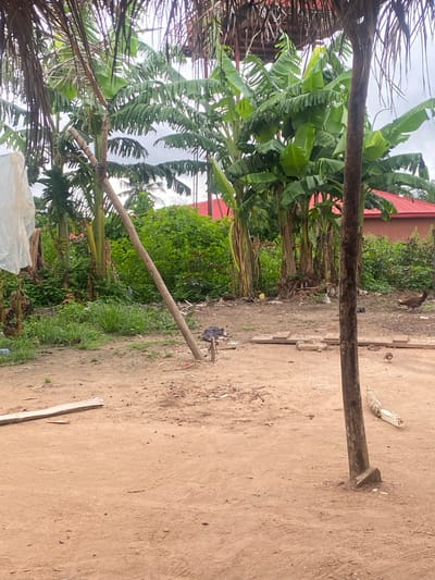 The image displays an outdoor, semi-rural scene in Iyare, Nigeria, under an overcast sky. The ground is predominantly reddish-brown earth, interspersed with patches of green grass and weeds.

In the foreground, a light-colored wooden pole leans diagonally from the upper-left corner towards the center, appearing to be secured to a tree trunk beyond the frame. Near the base of this leaning pole, partially obscured by grass, is a small, dark subject. Scattered pieces of wood, including a long plank on the far left and a broken log on the far right, lie on the ground. A white plastic bag is visible on the ground to the left. On the right side of the frame, a darker, thicker wooden pole stands vertically, anchored by a concrete base at its bottom.

The midground features a dense cluster of lush green banana or plantain trees with broad leaves. Behind these trees, abundant green foliage and bushes create a thick natural barrier. In the background, beyond the vegetation, several buildings with distinctive red corrugated iron roofs are visible, suggesting residential or utilitarian structures.

Two birds are present on the ground: a brown chicken is walking towards the right in the midground, and a small chick, dark-feathered, stands near the base of the vertical pole on the right. Dried palm fronds hang from above, framing the top portion of the image, indicating the presence of a palm tree or a thatched structure just outside the frame.