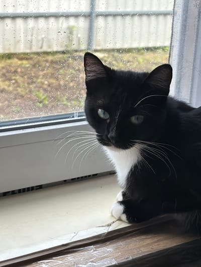 A black and white cat with green eyes sits on a windowsill looking out at a rainy day. The windowpane is covered in raindrops, obscuring the view of a garden and a fence outside. The cat is primarily black with a white chest and paws. Its whiskers are long and white. The windowsill appears to be made of wood and is covered with a clear plastic sheeting in some areas. The background shows a curtain on the right side of the window. The scene suggests an indoor setting in a residential area, possibly in a city like Krasnyi Krym, Russia, given the presence of typical Russian residential window structures and the overcast, rainy weather.