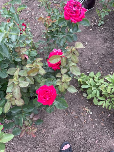 The image presents a ground-level perspective within a rose garden, identified as being in Poltavka, Ukraine. The central focus is a collection of rose bushes featuring multiple vibrant fuchsia-pink blooms and green foliage. Three fully opened roses are prominently displayed: a large one in the upper right, a medium-sized one centrally located, and another medium-sized one in the lower left. Numerous rosebuds and developing leaves in shades of green and reddish-brown are visible on the bushes. A notable detail is a localized infestation of small, light-colored insects, consistent with aphids, clustered on a developing rosebud and its adjacent new leaves on a bush in the lower right quadrant of the image. The ground consists primarily of dark, tilled soil, exhibiting some small cracks, pebbles, and scattered organic debris including fallen pink petals. To the right of the central rose bush, a cluster of smaller green plants with distinctively rounded leaves grows directly from the soil. Two sets of human feet are partially visible within the frame: one set wearing black and white striped athletic shoes appears at the top right, while a left foot encased in a dark sandal is visible at the very bottom center of the image.