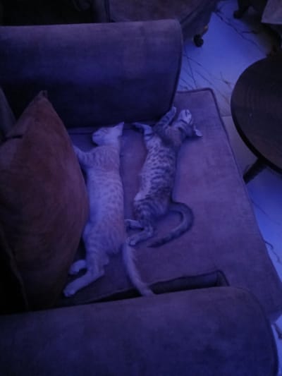 Two cats are lying on a dark brown sofa. The cat on the left is light orange with faint tabby markings and is curled on its side. The cat on the right is a grey tabby and is lying on its back with its paws extended. The sofa is in a dimly lit room with a blue light source casting shadows. The floor appears to be tiled. There is a dark round object, possibly a table, to the right of the sofa. The scene is an indoor domestic setting, likely a living room or lounge area, in Hun, Libya.