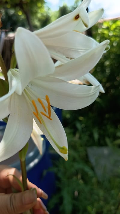 In Stefan Karadzhovo, Bulgaria, a close-up shot focuses on the delicate petals of a white lily. The flower's stamen, tipped with bright yellow pollen, is prominently featured, extending from its center. The background is a soft blur of green foliage and dappled sunlight, suggesting an outdoor setting, possibly a garden. A human hand, with light-colored nail polish, gently supports the stem of the lily from the lower left corner of the frame, its fingers slightly curled. The overall impression is one of natural beauty and a moment of quiet observation.