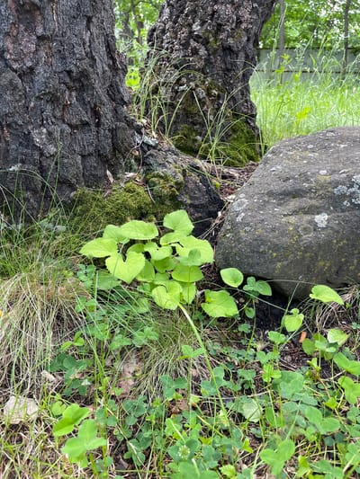 The image depicts a ground-level view of a natural scene likely located in or near Zelenaya Polyana, Russia. The focal points are the base of a large tree with rough, dark bark, and a substantial grey boulder to its right. Lush green grass and clover grow abundantly around the tree and the rock, interspersed with dry, light-colored grass and some moss clinging to the tree's base and the rock's surface. In the center foreground, a cluster of bright green plants with broad, heart-shaped leaves stands out. The background suggests a wooded area with more trees and greenery, and a hint of a fence can be seen in the distance. The lighting indicates it is daytime. No people or animals are visible in the frame.