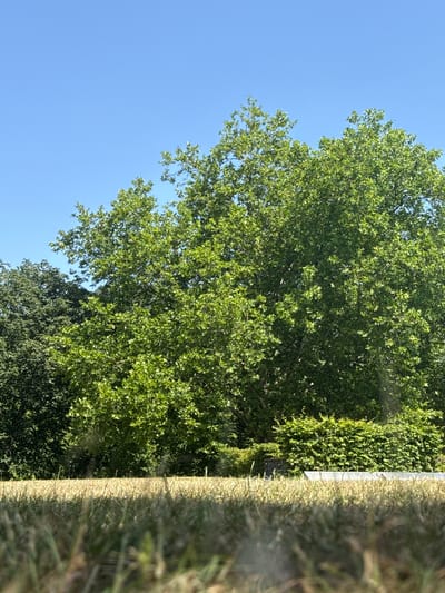The image depicts an outdoor scene with a clear blue sky. Lush green foliage from trees dominates the right side of the frame, with some appearing to be in the foreground and others further back, creating depth. The leaves are vibrantly green, suggesting a sunny day and healthy growth. On the left side of the image, there is a strip of dry, light brown grass or straw, blurred and out of focus, leading the eye towards the denser green vegetation.
A straight, pale gray line runs vertically along the boundary between the dry grass and the green foliage, possibly indicating a fence, a wall, or another man-made structure. The scene evokes a sense of a peaceful, natural environment. The bright sunlight filtering through the leaves suggests it is daytime, likely late morning or early afternoon, given the clear sky and the intensity of the light. The presence of trees and grass points to a park, garden, or a rural setting. There are no people or visible text in the image. The overall impression is one of a sunny, calm day in a verdant landscape. Given the location context, this could be a view of the natural surroundings near Bernkastel-Kues, Germany.