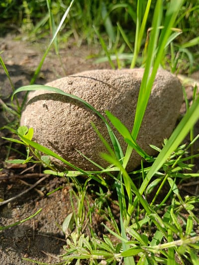 The image depicts a close-up view of a single, rounded, light-brown stone partially obscured by vibrant green grass and vegetation. The stone is textured with small, visible pores. Sunlight casts a shadow on the upper left portion of the stone. The surrounding ground appears to be a mixture of soil and small pebbles. The scene is set outdoors, likely in a natural or semi-natural environment. Without further information or visual cues, the specific location within the city of Niasvizh, Belarus, cannot be determined from the image alone. There are no people or animals visible in the frame.