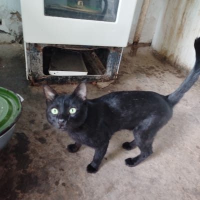 A black cat with green eyes is standing on a concrete floor in what appears to be an outdoor or semi-outdoor area. Behind the cat is the base of an old, possibly broken, white appliance, which is rusted and dirty. The floor is uneven and stained. To the left of the cat is a large, green bowl. In the background, a dirty white wall with peeling paint is visible, along with some pipes. The overall scene suggests a neglected or utilitarian setting.