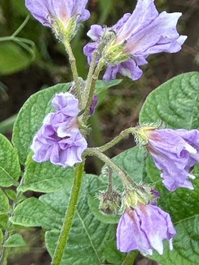 The image is a close-up, ground-level photograph of potato plant flowers and leaves. The flowers are a pale purple, with some white accents on the tips of the petals. They are delicate and bell-shaped. The leaves are a vibrant green, with a slightly textured surface. The stems of the plant are fuzzy and light green. The background is blurred, with hints of darker green foliage and brown earth, suggesting an outdoor setting. There are no people or animals visible in the image. The scene is peaceful and natural, focusing on the botanical details of the potato plant. The location is identified as Novogorbovo, Russia.