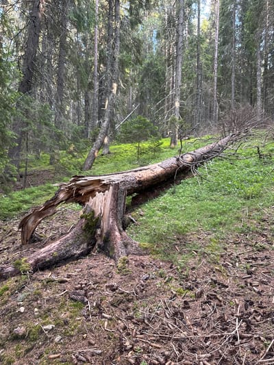 The image depicts a forest scene in Sarnitsa, Bulgaria. A large, fallen tree lies across the ground, its trunk broken and splintered, exposing the wood within. The tree is covered in moss in some areas. The surrounding forest is dense with tall, slender trees, their trunks appearing light grey and their branches bare of leaves in many places, suggesting it may be early spring or late autumn. The forest floor is covered with a mix of dry pine needles, cones, and patches of vibrant green grass and moss. Sunlight filters through the trees, creating patches of light and shadow and highlighting the green vegetation. The overall impression is one of a natural, untamed forest environment, with the fallen tree a prominent, broken element within the otherwise orderly woodland. There are no people or animals visible. The time of day appears to be daytime, with soft lighting suggesting it could be morning or late afternoon. The weather seems clear and fair, suitable for outdoor activity in the forest.