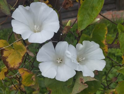 A close-up photograph showcases three white trumpet-shaped flowers, likely bindweed, against a blurred background of green foliage and a wooden structure. The flowers are the primary subjects, with their delicate white petals unfurling in full bloom. The central flower is slightly larger and more prominently displayed, with its stamens and pistil visible at the center. To its right, a second flower is partially visible, also open, while a third, smaller flower is nestled lower and to the left.

The surrounding leaves exhibit a mix of green and yellow hues, with some showing signs of browning and decay along the edges, suggesting it might be late summer or early autumn. The stems of the plants are thin and vine-like, intertwining with each other and with some dried, brown plant matter. The background hints at an outdoor setting, possibly a garden or a natural area adjacent to a building, evidenced by the wooden fence and brickwork visible.

The lighting suggests it is daytime, with soft, diffused light that highlights the texture and form of the flowers without harsh shadows. There is no discernible activity taking place, as the image focuses solely on the floral subjects and their immediate surroundings. No text is visible in the image. The overall impression is one of natural beauty and the quiet cycle of plant life. The location context provided is Lobnya, Russia.