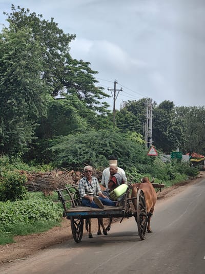 An oxcart is being pulled down a paved road in Shelapur Bk, India. The cart is wooden and has two large spoked wheels. Two people are riding in the cart. The person in the front is an elderly man wearing a plaid shirt and sunglasses, with his legs extended. The person behind him is an elderly woman wearing a red and black sari. A green cylindrical object is between them in the cart. The ox pulling the cart is brown. The roadside is lined with green vegetation and trees. There are several utility poles and cell towers in the background. A triangular sign is visible on the right side of the road, accompanied by a green directional sign. The sky is overcast.