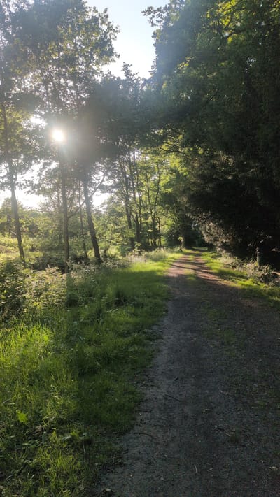 The image depicts a sun-dappled forest path in Haseldorf, Germany. The scene is dominated by lush green trees and foliage, with sunlight streaming through the canopy, creating patches of light and shadow on the path and surrounding grass. The path itself appears to be made of dirt or gravel, winding its way into the distance. The overall impression is one of tranquility and natural beauty, suggesting a peaceful outdoor setting. The bright sunlight filtering through the leaves indicates it is likely daytime, possibly late morning or early afternoon, given the intensity of the light. There is no visible text in the image.
