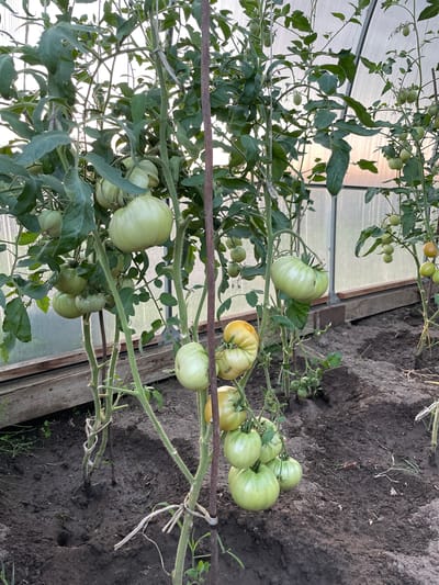 The image shows a greenhouse with several tomato plants bearing green tomatoes in the village of Verkhneye Kazachye, Russia. The plants are supported by stakes and twine, and some of the tomatoes are large and prominent. The ground within the greenhouse is dark soil. The sun is setting or rising, casting a warm light through the translucent walls of the greenhouse, and there is a wooden border along the base of the greenhouse walls.