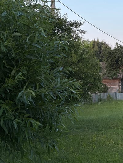 The image depicts an outdoor scene with lush green foliage in the foreground and a wooden house with a fence in the background. The house appears to be made of logs and has a roof that is partially covered in greenery. A pale blue sky is visible above the trees and the house. The grass in the foreground is tall and appears to be a meadow or unkempt lawn. A power line stretches diagonally across the upper portion of the image. The scene is likely located in a rural area given the presence of the wooden house and the natural environment.