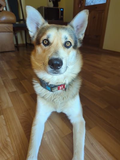 A medium-shot portrait depicts a dog with alert, amber eyes and prominent, upright ears. The dog has a tan and grey coat with white markings on its chest and legs. It wears a patterned collar with a red tag that reads "MY DOG." The dog is positioned on a wooden floor indoors, with its front legs extended forward. In the blurred background, elements of a room are visible, including furniture, a television, and a wooden door. There is no indication of the specific location being in Boryspil, Ukraine.