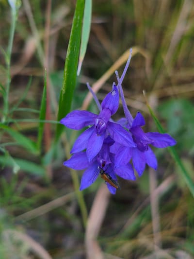 In Psilske, Ukraine, a close-up, vertically oriented, eye-level shot captures a cluster of vibrant purple flowers. The flowers are the primary focus, with an insect perched on one of the lower petals. The background consists of a blur of green grass and dry foliage, suggesting an outdoor, natural setting. The lighting appears to be soft, natural light, possibly indicating overcast conditions or the shade of a larger plant. There are no people or man-made structures visible in the frame.