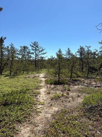 This media file depicts a natural scene. The main subjects are a sandy path winding through a pine forest with low-lying green vegetation. The trees are tall and slender, with sparse branches. The ground is a mixture of sand, dried pine needles, and small green shrubs. The sky is a clear, vibrant blue, suggesting a sunny day. The image is oriented vertically, giving a sense of looking up into the trees and along the path. There are no people or man-made objects visible, aside from the path itself. The overall impression is one of a peaceful, natural environment. The location is identified as the Town of Southampton, USA. The time of day appears to be daytime, given the bright sunlight and blue sky. No text is visible in the image.